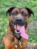 LEAF's profile on Petfinder.com