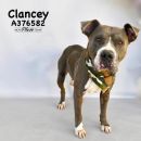 CLANCEY's profile on Petfinder.com