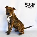 TORENCE's profile on Petfinder.com