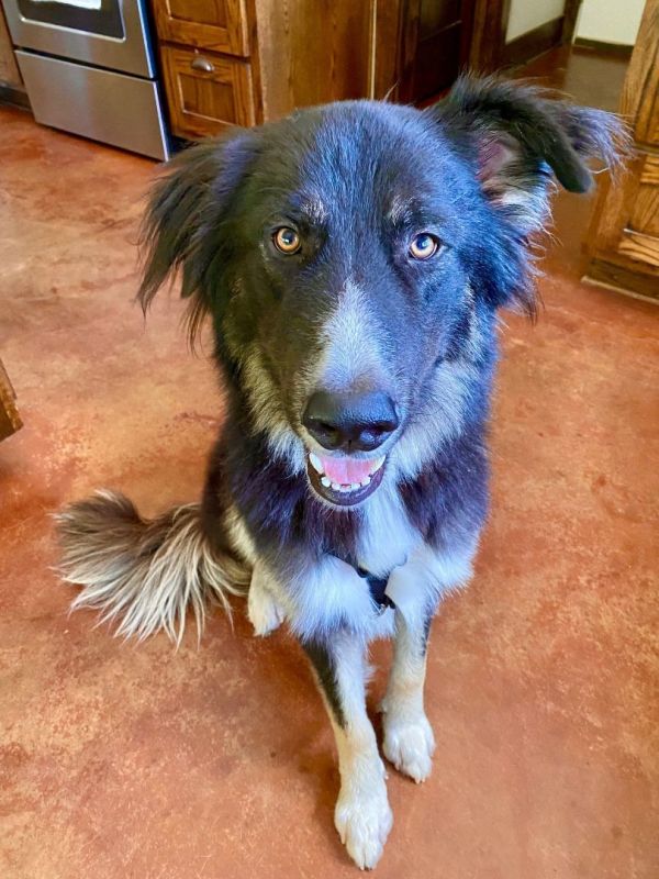 Blue lacy best sale border collie mix