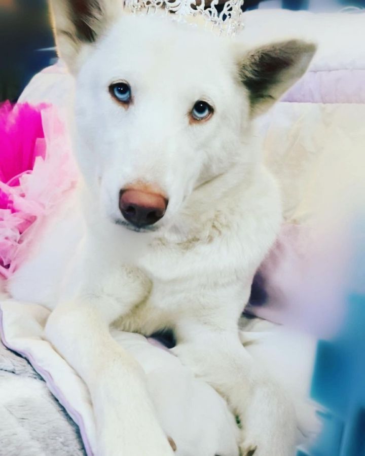 White 2024 siberian husky