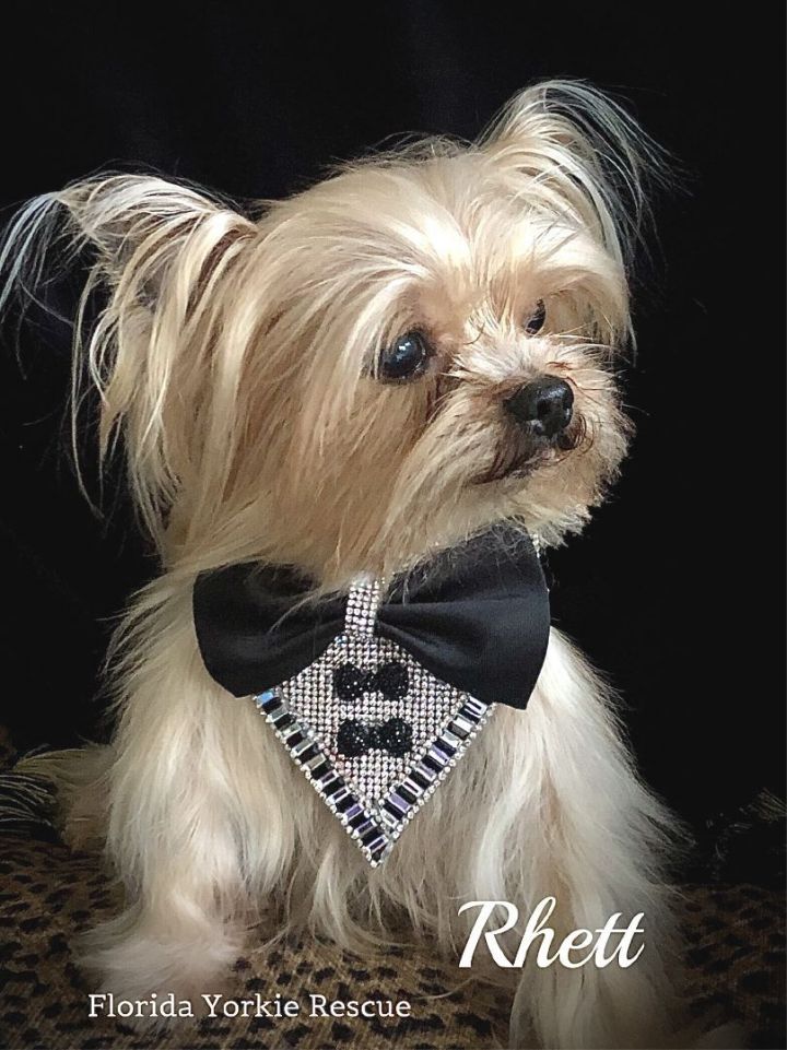 Rhett, an adopted Yorkshire Terrier in Palm City, FL_image-1