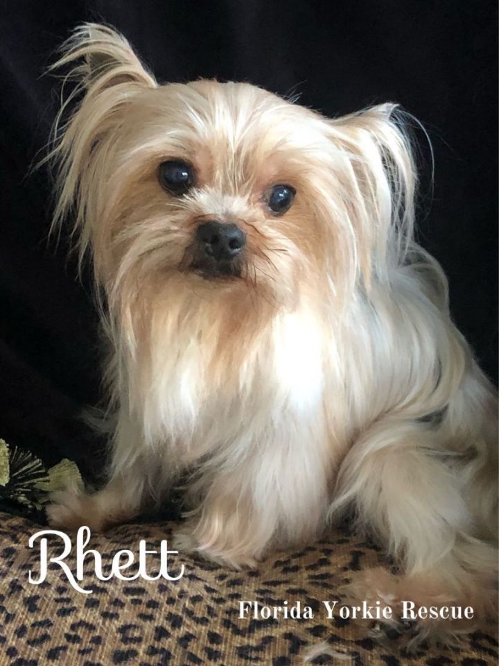 Rhett, an adopted Yorkshire Terrier in Palm City, FL_image-3