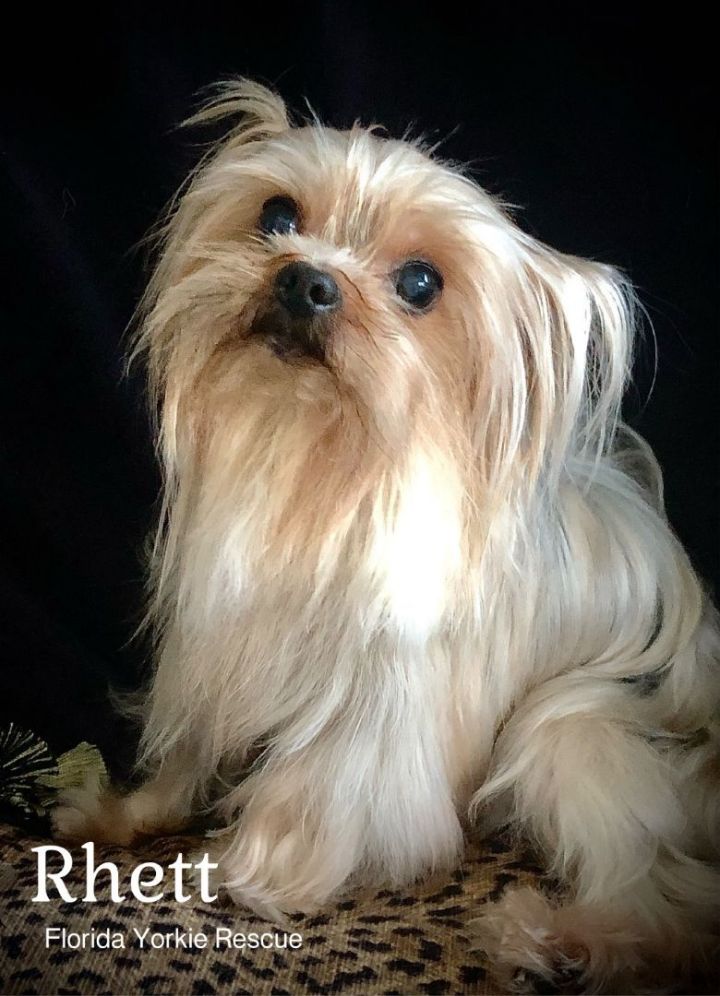 Rhett, an adopted Yorkshire Terrier in Palm City, FL_image-4