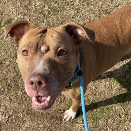 Rio, an adoptable Pit Bull Terrier Mix in Knoxville, TN_image-1