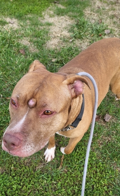 Rio, an adoptable Pit Bull Terrier Mix in Knoxville, TN_image-3