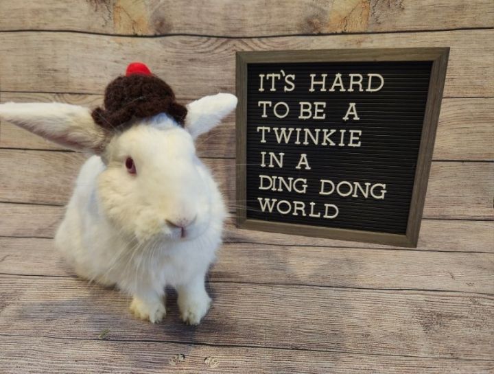 Twinkie, an adoptable Florida White in Columbus, OH_image-2