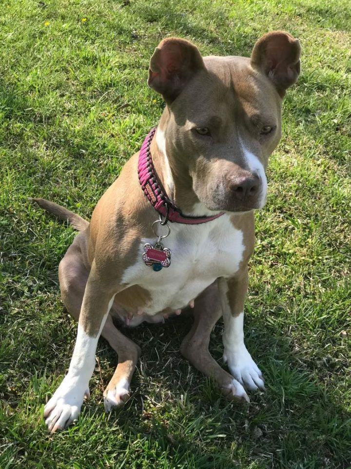 Oriana , an adoptable American Bully Mix in Rocky Mount, NC_image-2