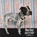 BARLEY's profile on Petfinder.com