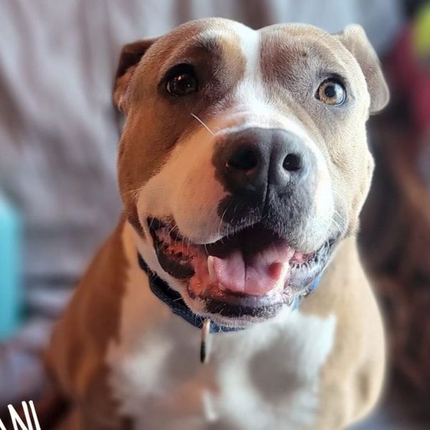 Nova