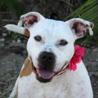 Angel, an adoptable American Bulldog Mix in LOXAHATCHEE, FL_image-1