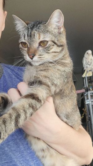 Heidi