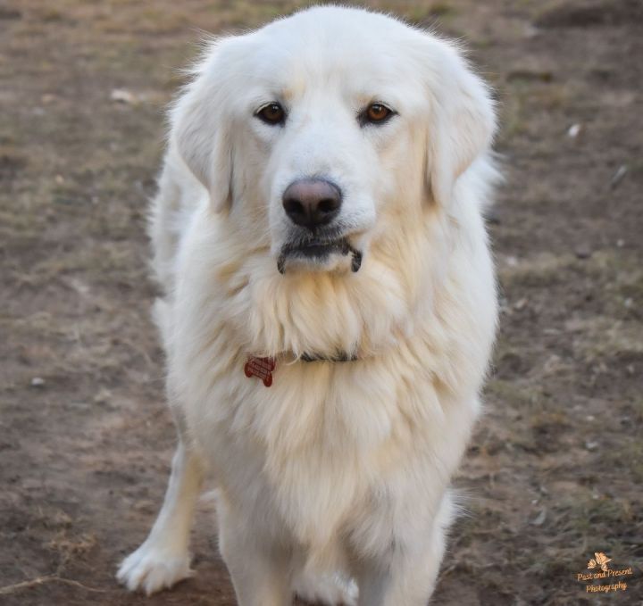 Carrie Underwoof, an adopted Great Pyrenees in Kiowa, OK_image-3