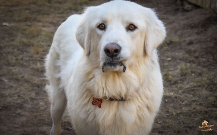 Carrie Underwoof, an adopted Great Pyrenees in Kiowa, OK_image-1
