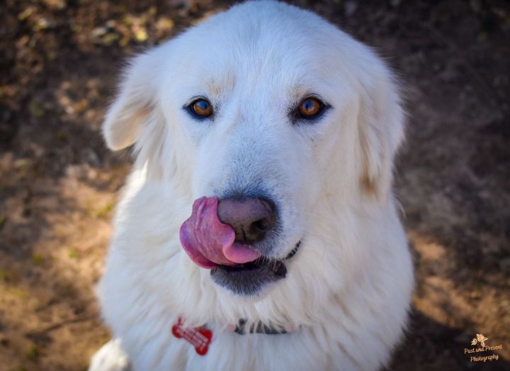 Carrie Underwoof, an adopted Great Pyrenees in Kiowa, OK_image-5