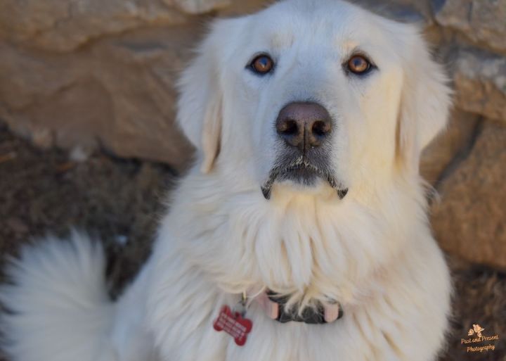 Carrie Underwoof, an adopted Great Pyrenees in Kiowa, OK_image-6