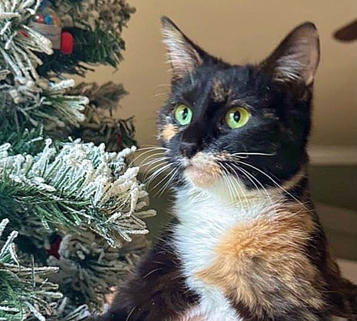 Holly, an adopted Calico & Domestic Short Hair Mix in Palo Cedro, CA_image-1