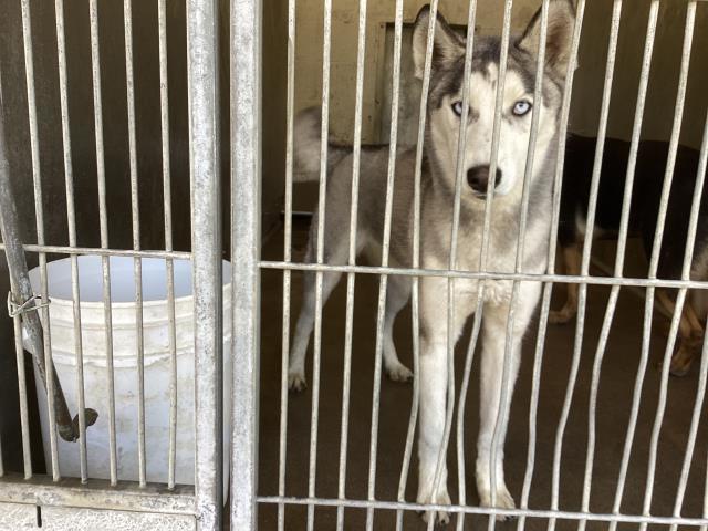 Dog for adoption - LUNA, a Siberian Husky in San Bernardino, CA | Petfinder