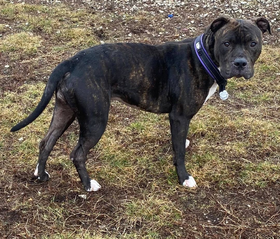 Dog for adoption - Ginger, a Pit Bull Terrier Mix in La Salle, IL ...