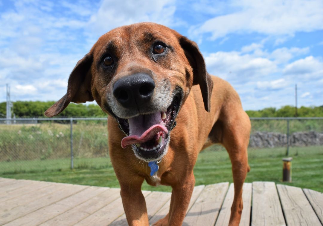 Edna, an adoptable Hound, Mixed Breed in Tomah, WI, 54660 | Photo Image 1