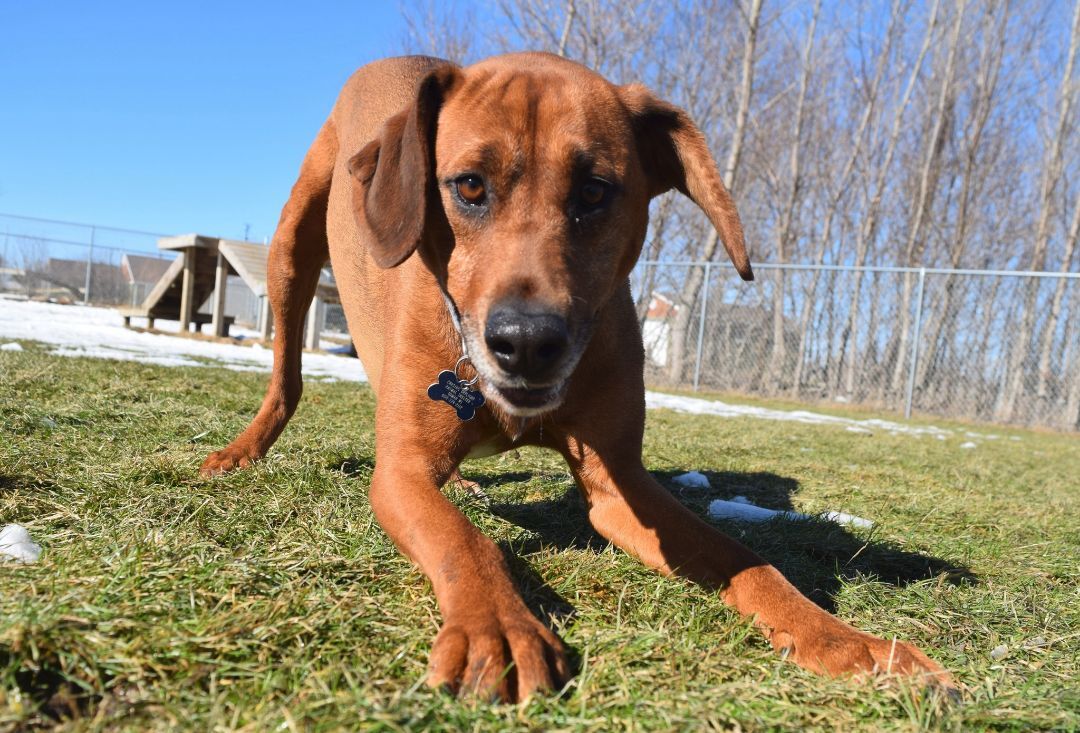 Edna, an adoptable Hound, Mixed Breed in Tomah, WI, 54660 | Photo Image 3