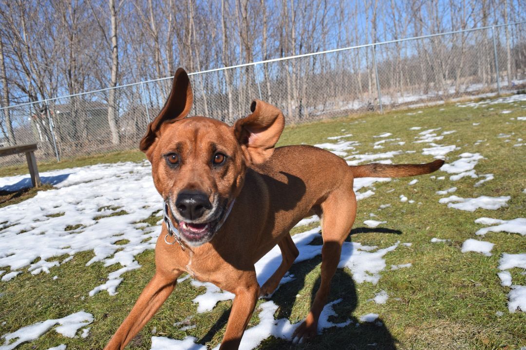 Edna, an adoptable Hound, Mixed Breed in Tomah, WI, 54660 | Photo Image 5