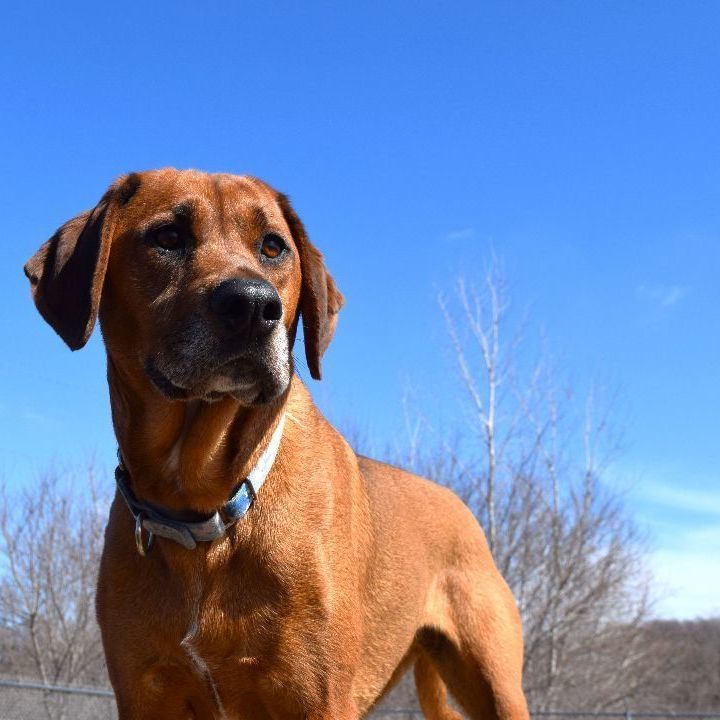 Edna, an adoptable Hound, Mixed Breed in Tomah, WI, 54660 | Photo Image 6