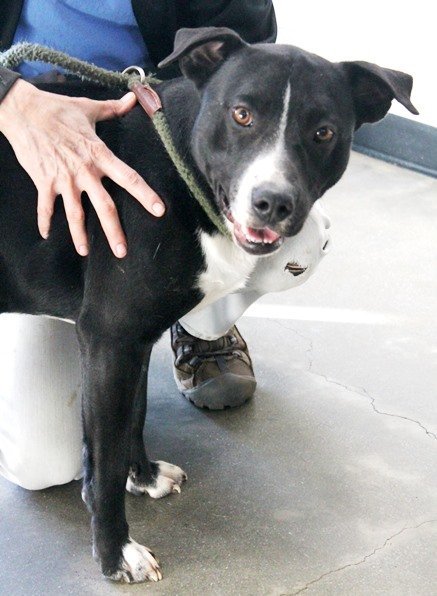Graham, an adoptable Black Labrador Retriever Mix in Carrollton, GA_image-2
