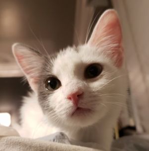 Daisy, Young Female Domestic Short Hair