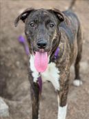 TINA's profile on Petfinder.com