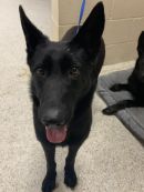 SEVEN's profile on Petfinder.com