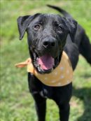 FRED's profile on Petfinder.com