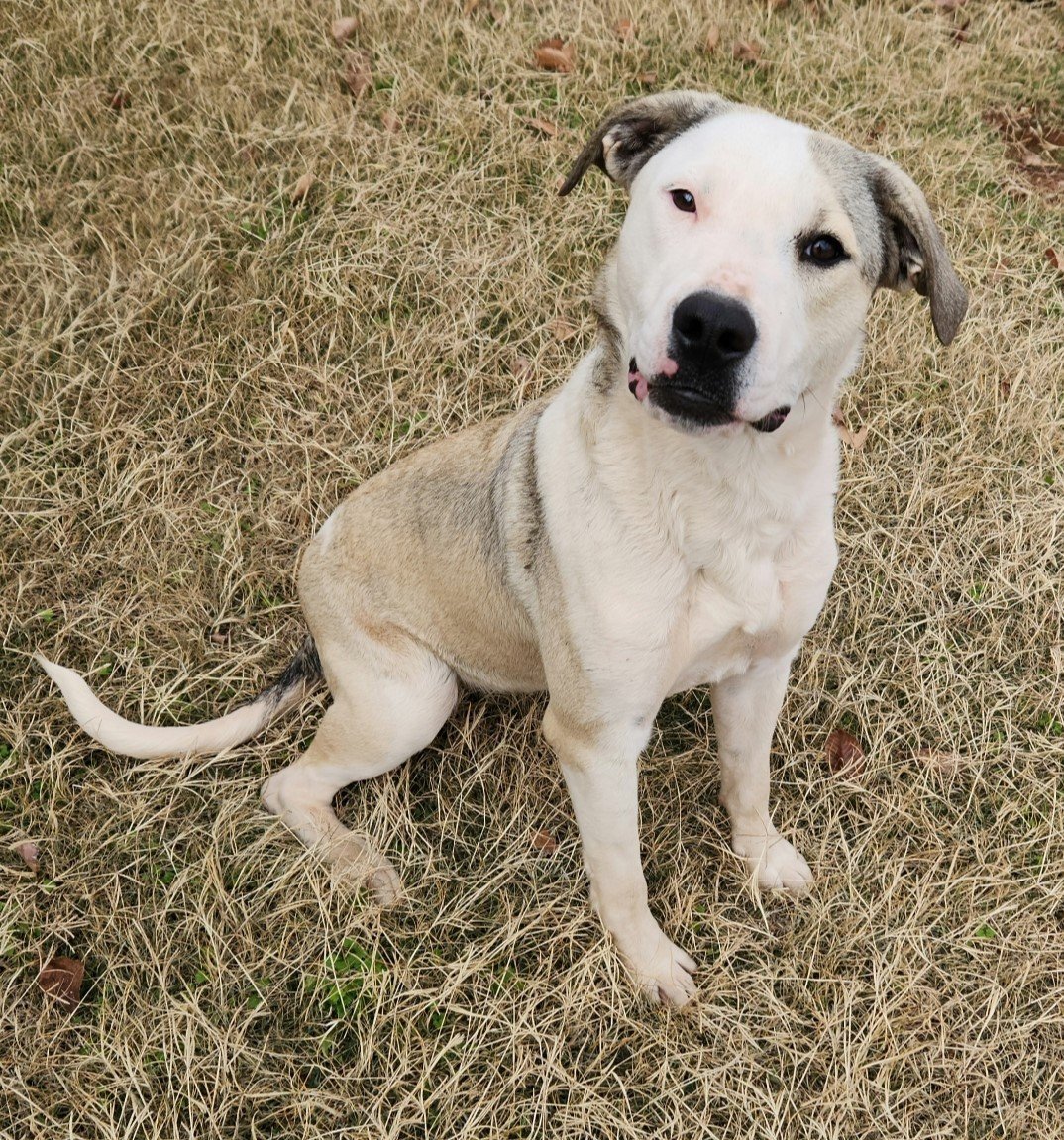 Maple, an adoptable Shepherd, American Staffordshire Terrier in Clinton, OK, 73601 | Photo Image 2