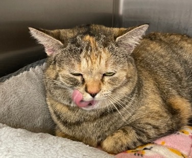 Mia, an adoptable Torbie in Cincinnati, OH, 45208 | Photo Image 2