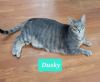 Dusky photo 3