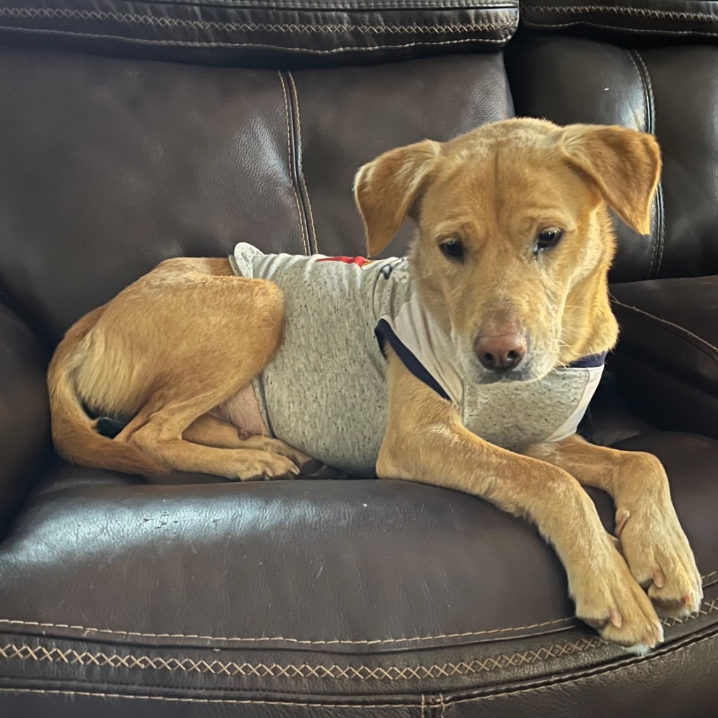 Bella, an adoptable Labrador Retriever, Mixed Breed in Little Rock, AR, 72207 | Photo Image 1