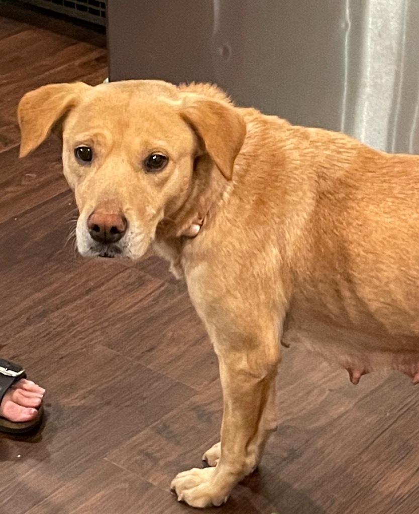 Bella, an adoptable Labrador Retriever, Mixed Breed in Little Rock, AR, 72207 | Photo Image 3