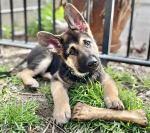 Dog For Adoption - Dasher, A German Shepherd Dog In San Bernardino, Ca |  Petfinder