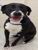OREO's profile on Petfinder.com