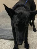 JANUARY's profile on Petfinder.com