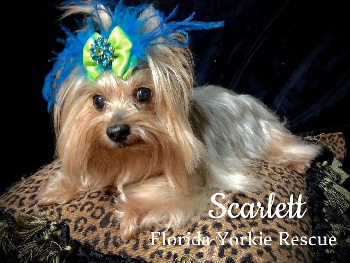 SCARLETT, an adopted Yorkshire Terrier in Palm City, FL_image-1