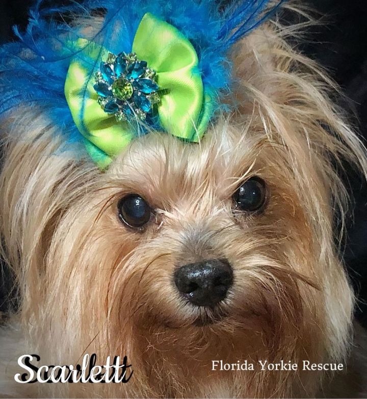 SCARLETT, an adopted Yorkshire Terrier in Palm City, FL_image-2