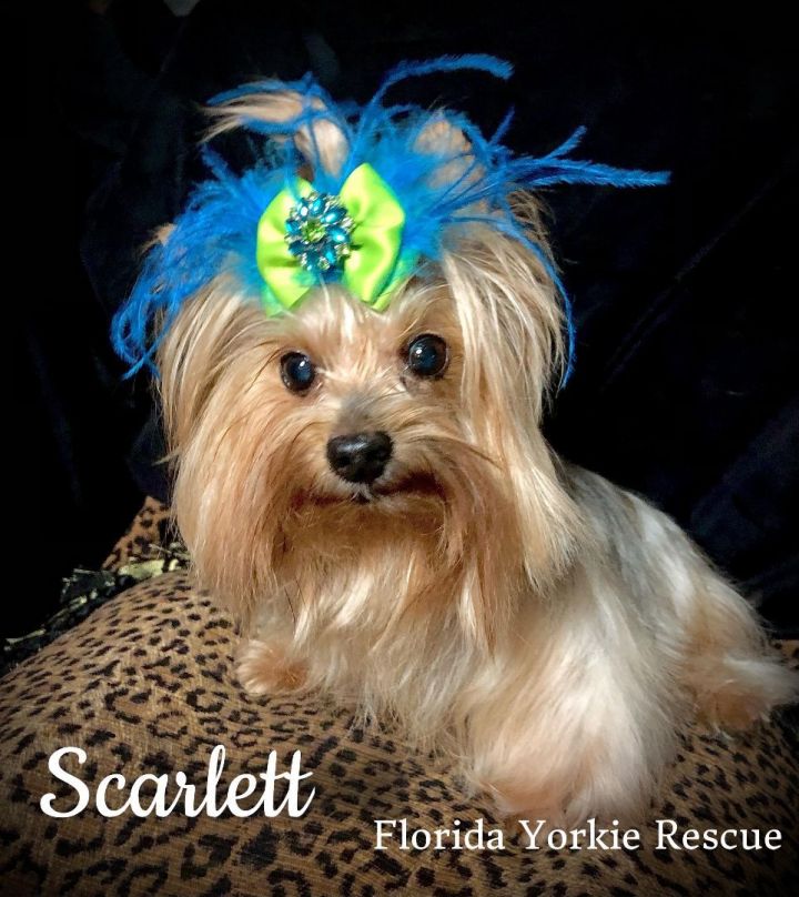 SCARLETT, an adopted Yorkshire Terrier in Palm City, FL_image-3