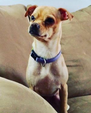 Dog for adoption - Heidi, a Chihuahua & Pug Mix in Calgary, AB | Petfinder