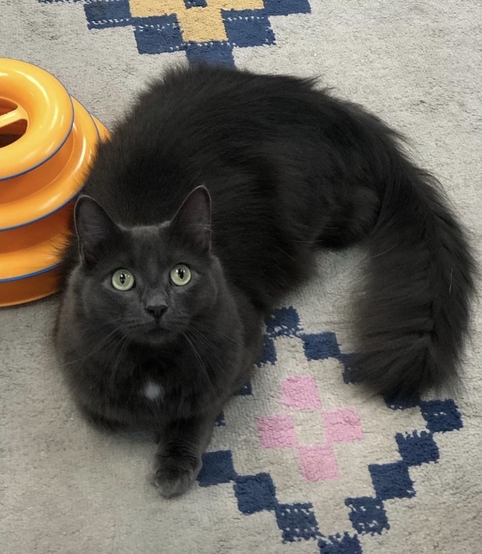 Bentley, an adoptable Nebelung, Domestic Long Hair in Newtown Square, PA, 19073 | Photo Image 3