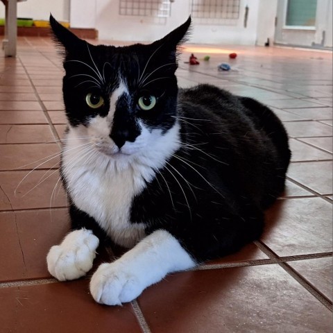 Sylvester, an adoptable Domestic Short Hair in Tucson, AZ, 85716 | Photo Image 1