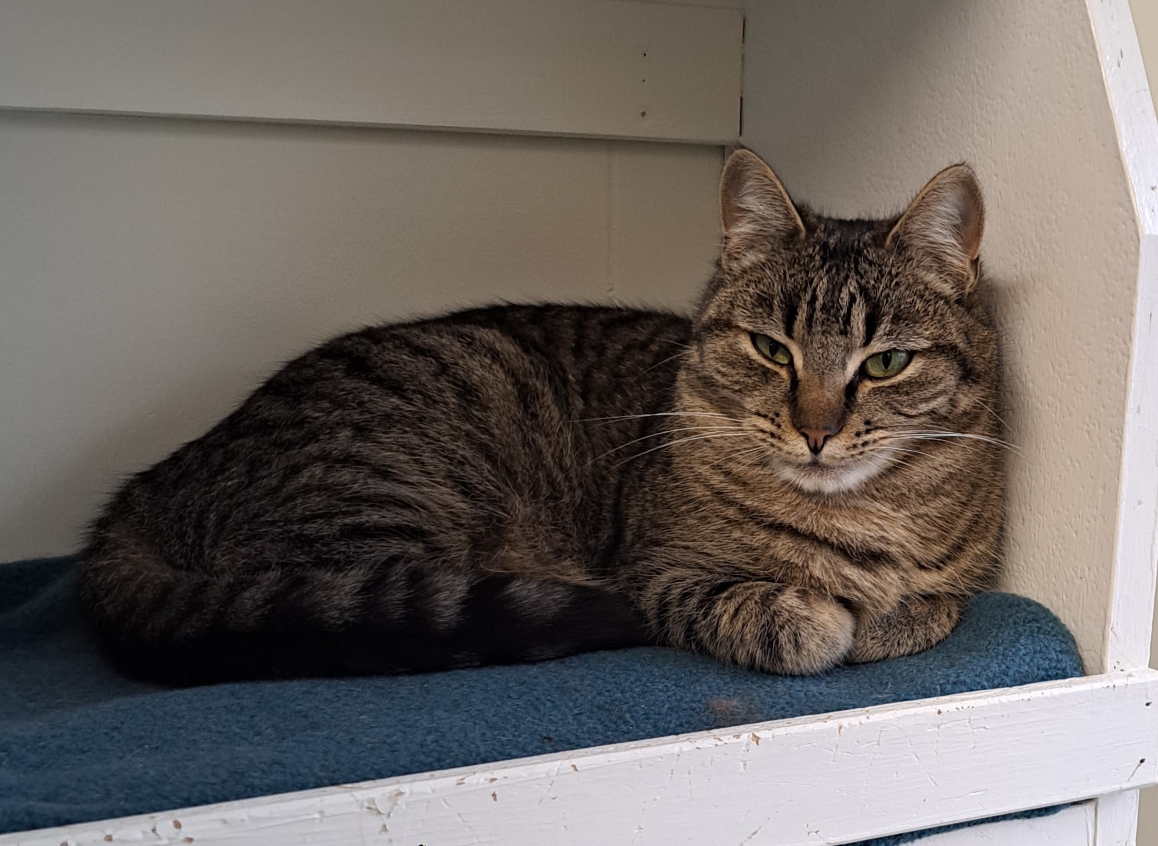Harvest Moon, an adoptable Tabby in Maple Ridge, BC, V2W 1A4 | Photo Image 1