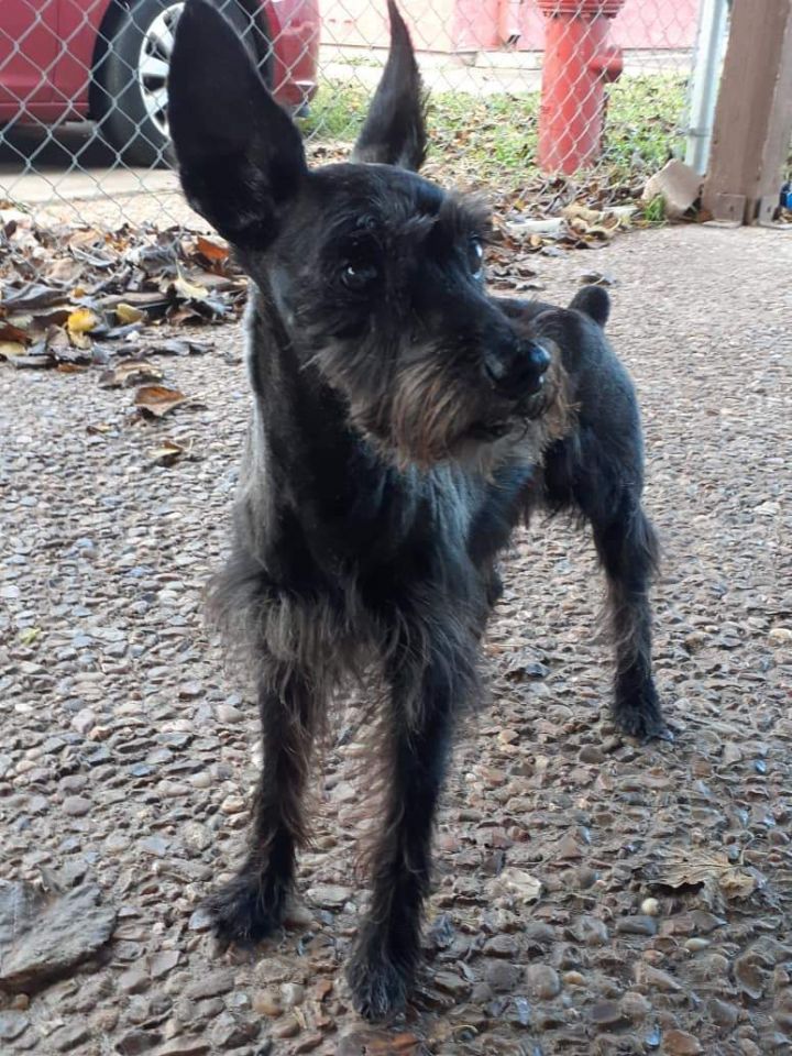 Terrier and hot sale schnauzer