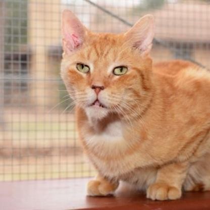 Arnold, an adoptable Domestic Short Hair in Round Rock, TX, 78664 | Photo Image 4