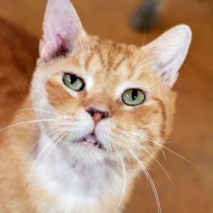 Arnold, an adoptable Domestic Short Hair in Round Rock, TX, 78664 | Photo Image 6